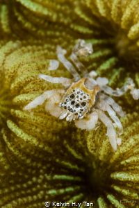 Tiny jumping spider crab by Kelvin H.y Tan 